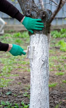 a man whitewashes trees in the garden in spring. Selective focus.