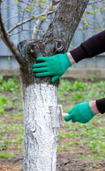 a man whitewashes trees in the garden in spring. Selective focus.