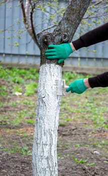 a man whitewashes trees in the garden in spring. Selective focus.