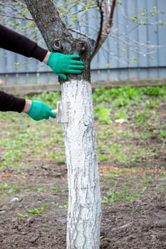 a man whitewashes trees in the garden in spring. Selective focus.