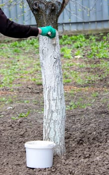 a man whitewashes trees in the garden in spring. Selective focus.