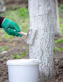 a man whitewashes trees in the garden in spring. Selective focus.