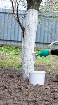 a man whitewashes trees in the garden in spring. Selective focus.