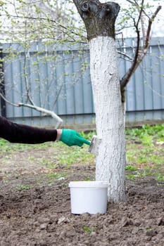 a man whitewashes trees in the garden in spring. Selective focus.