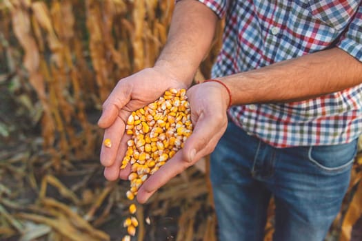 Corn harvest in the hands of a farmer. Selective focus. food.