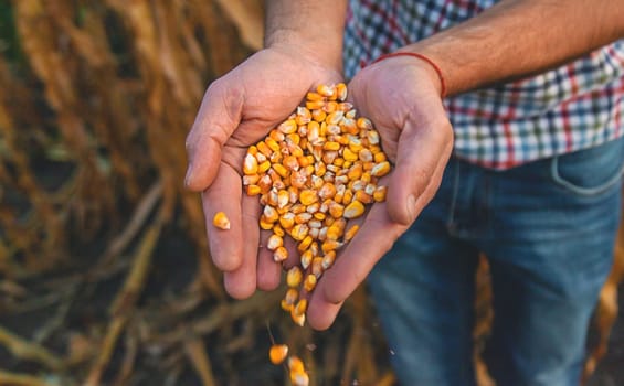 Corn harvest in the hands of a farmer. Selective focus. food.