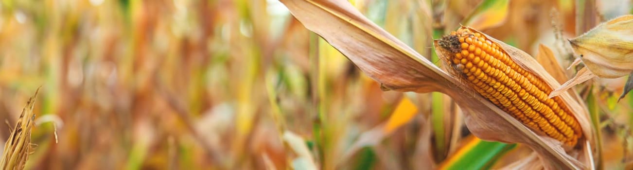 Corn harvest on the field. Selective focus. food.