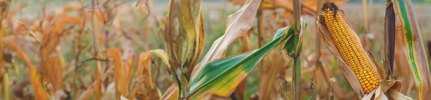 Corn harvest on the field. Selective focus. food.