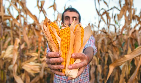 Corn harvest in the hands of a farmer. Selective focus. food.