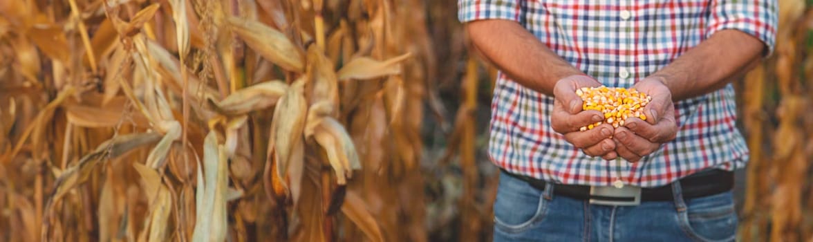 Corn harvest in the hands of a farmer. Selective focus. food.