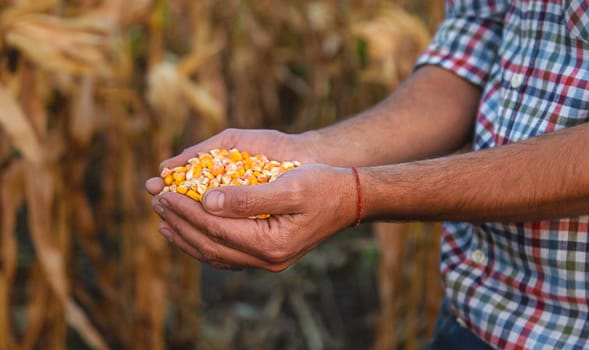 Corn harvest in the hands of a farmer. Selective focus. food.