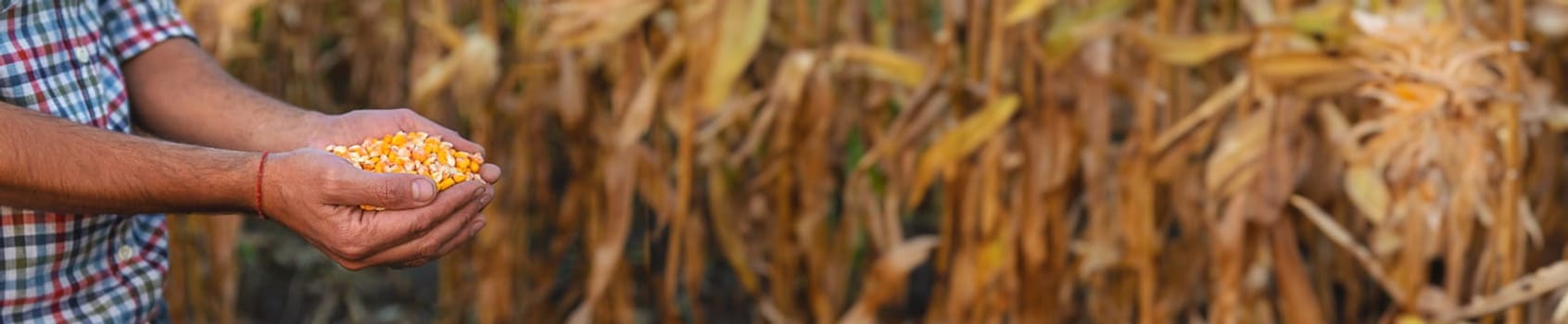 Corn harvest in the hands of a farmer. Selective focus. food.