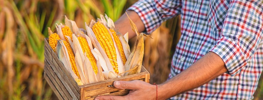 Corn harvest in the hands of a farmer. Selective focus. food.