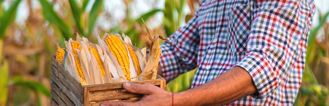 Corn harvest in the hands of a farmer. Selective focus. food.