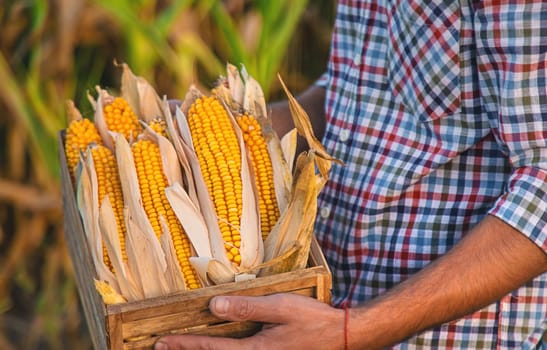 Corn harvest in the hands of a farmer. Selective focus. food.