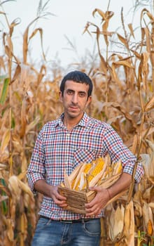 Corn harvest in the hands of a farmer. Selective focus. food.