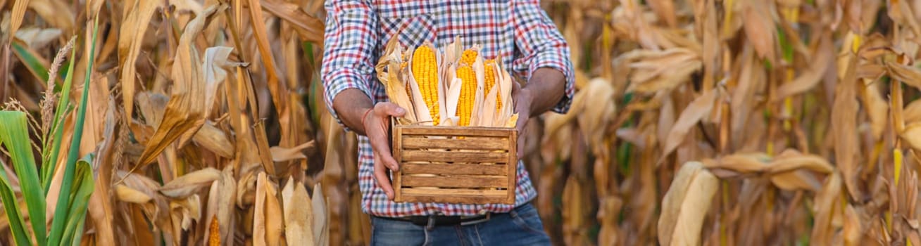 Corn harvest in the hands of a farmer. Selective focus. food.