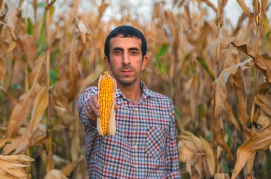 Corn harvest in the hands of a farmer. Selective focus. food.