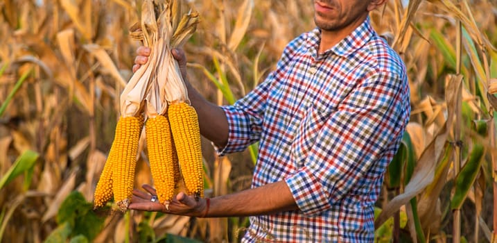 Corn harvest in the hands of a farmer. Selective focus. food.