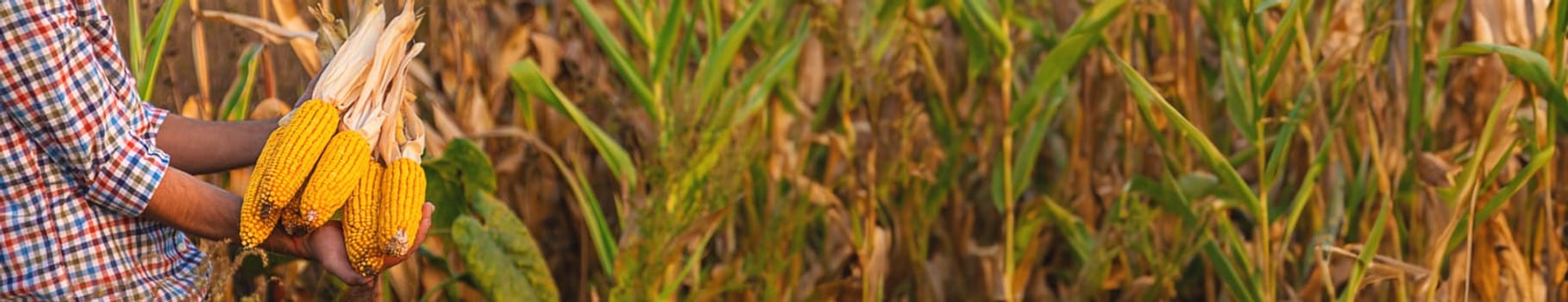 Corn harvest in the hands of a farmer. Selective focus. food.