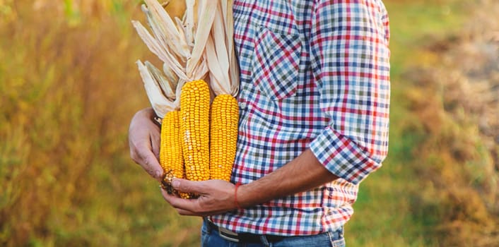 Corn harvest in the hands of a farmer. Selective focus. food.