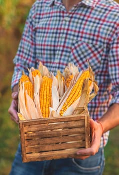 Corn harvest in the hands of a farmer. Selective focus. food.