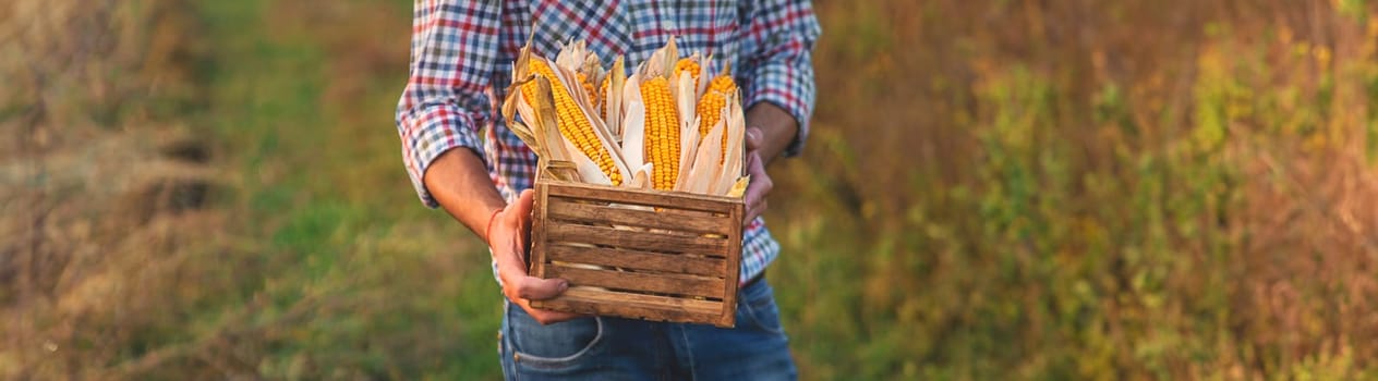 Corn harvest in the hands of a farmer. Selective focus. food.