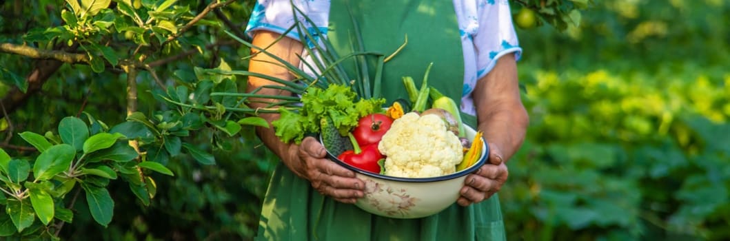 Senior woman holding vegetables in the garden.