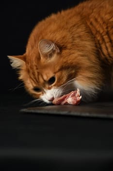 A ginger cat sniffs a piece of raw meat on a plate. Black background
