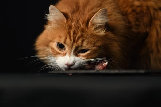 Red cat eats a piece of raw meat from a plate on a black background