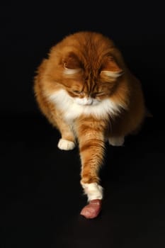 A red cat plays with a piece of raw meat. Black background