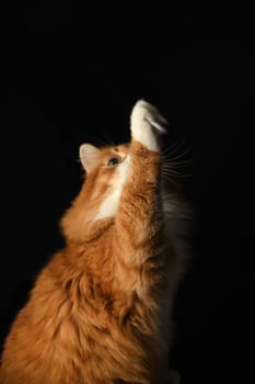 The red cat looked up and raised his paw. Black background