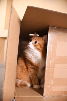 A ginger cat, hidden in a cardboard box, carefully and warily watches the target from a hiding place.