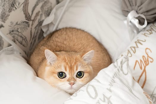 Pets. A beautiful red kitten, Scottish Fold breed, sits on a bed in the middle of white pillows and looks fearfully at the camera with big eyes. Concept. Close-up