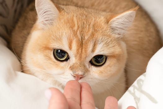 Pets. A beautiful red Scottish Fold kitten sits on a bed in the middle of white pillows and fearfully sniffs its owner s hand. Concept. Close-up