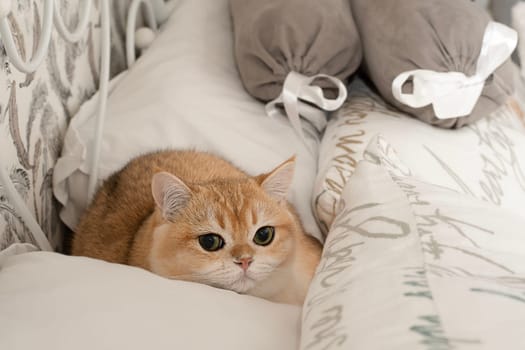 Pets. A beautiful red kitten, Scottish Fold breed, sits on a bed in the middle of white pillows and looks fearfully at the camera with big eyes. Concept. Close-up