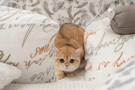 Pets. A beautiful red kitten, Scottish Fold breed, sits on a bed in the middle of white pillows and looks fearfully at the camera with big eyes. Concept. Close-up