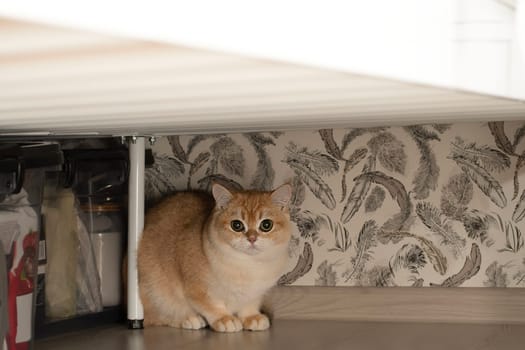 Pets. A beautiful red Scottish Fold kitten sits under the bed and looks fearfully at the camera. Concept. Close-up