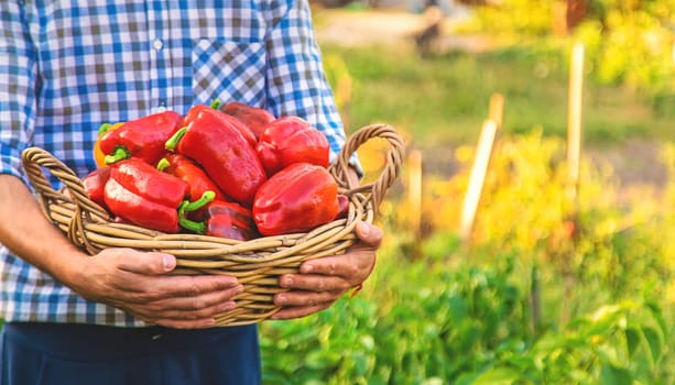 Sweet pepper harvest in the garden in the hands of a farmer. Selective focus. food.