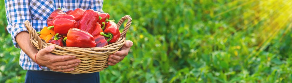 Sweet pepper harvest in the garden in the hands of a farmer. Selective focus. food.