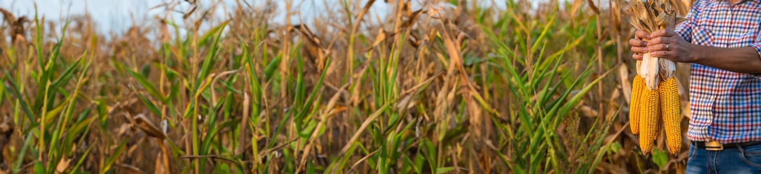 Corn harvest in the hands of a farmer. Selective focus. food.