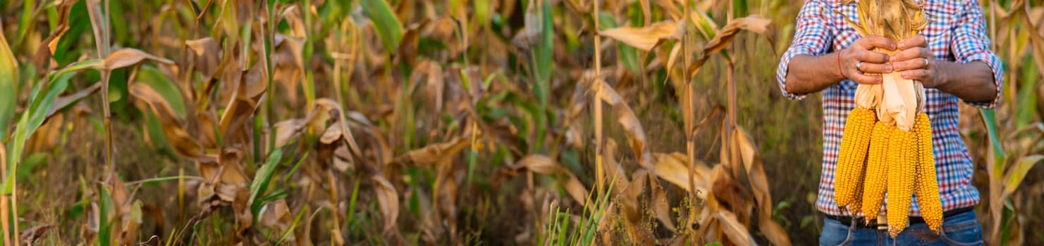 Corn harvest in the hands of a farmer. Selective focus. food.