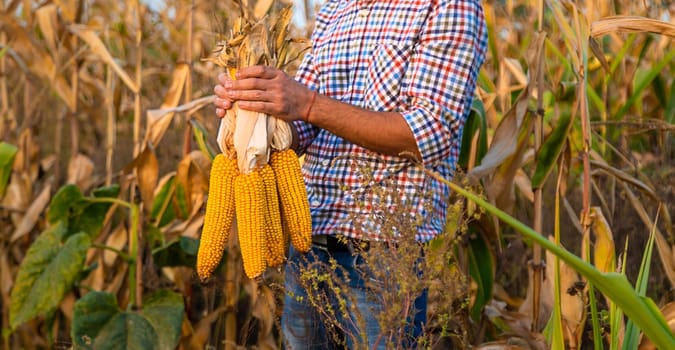 Corn harvest in the hands of a farmer. Selective focus. food.