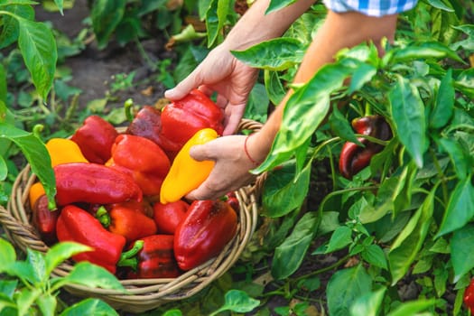 Sweet pepper harvest in the garden in the hands of a farmer. Selective focus. food.