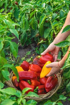 Sweet pepper harvest in the garden in the hands of a farmer. Selective focus. food.