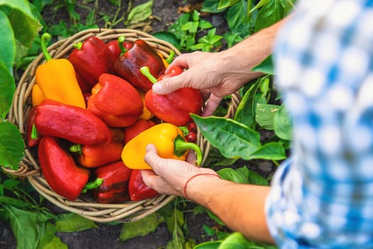 Sweet pepper harvest in the garden in the hands of a farmer. Selective focus. food.