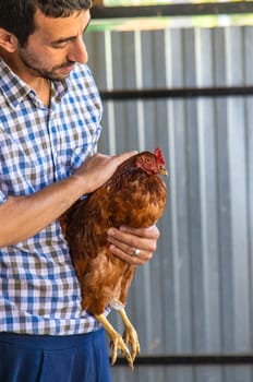 The farmer holds a chicken in his hands. Selective focus. animal.