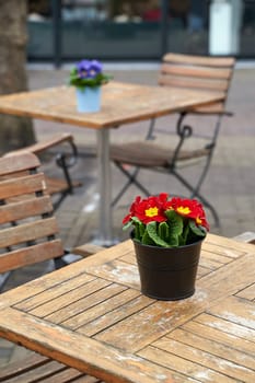 Primula vulgaris red potted flower on an outdoor cafe table