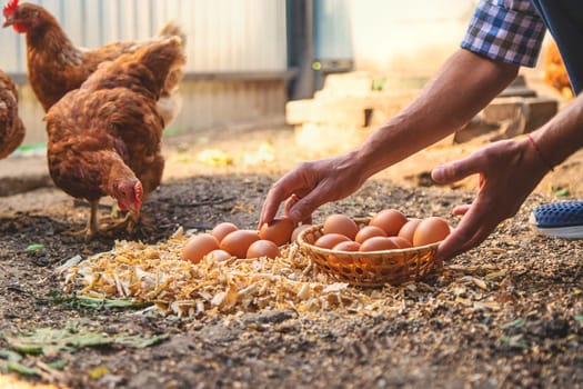 Homemade chicken eggs are held by a farmer in his hands. Selective focus. food.