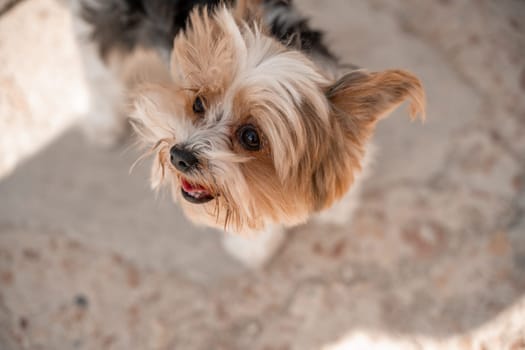 A small dog with a black and white coat is looking up at the camera. The dog has a happy expression on its face and is wagging its tail